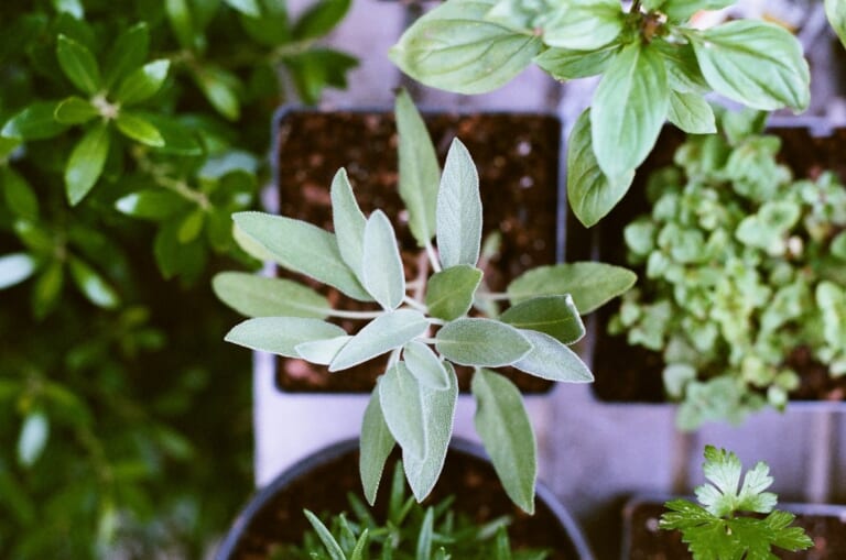 Up Your Dinner Game with 3 Healing Herbs