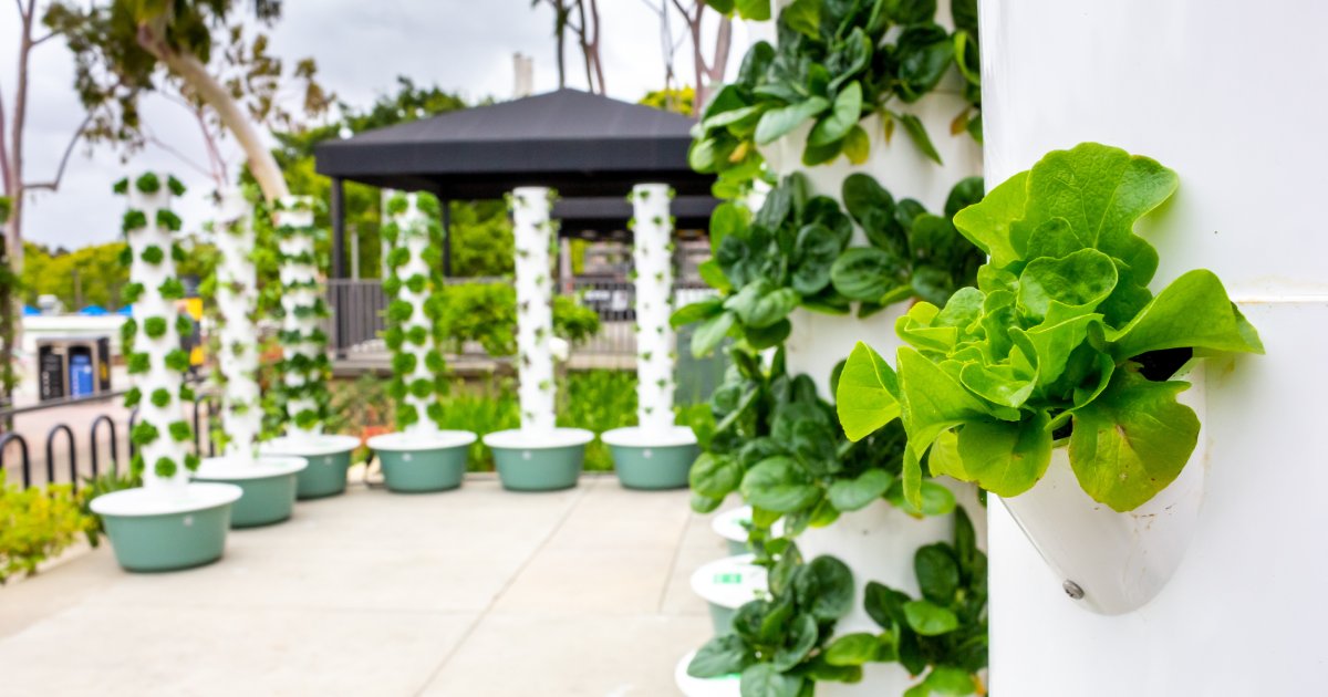 Leafy greens growing out of the side of a vertical hydroponic system. Additional vertical posts stand in the background.